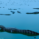 “Meeting of the Alligators.” Lagoon with many alligators in the northern Pantanal area of Brazil.
